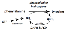 phenylalanine